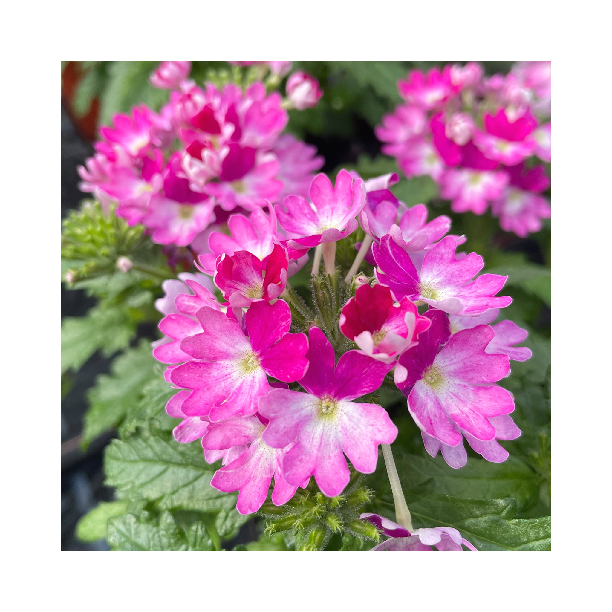 Verbena Vera Pink Bicolor