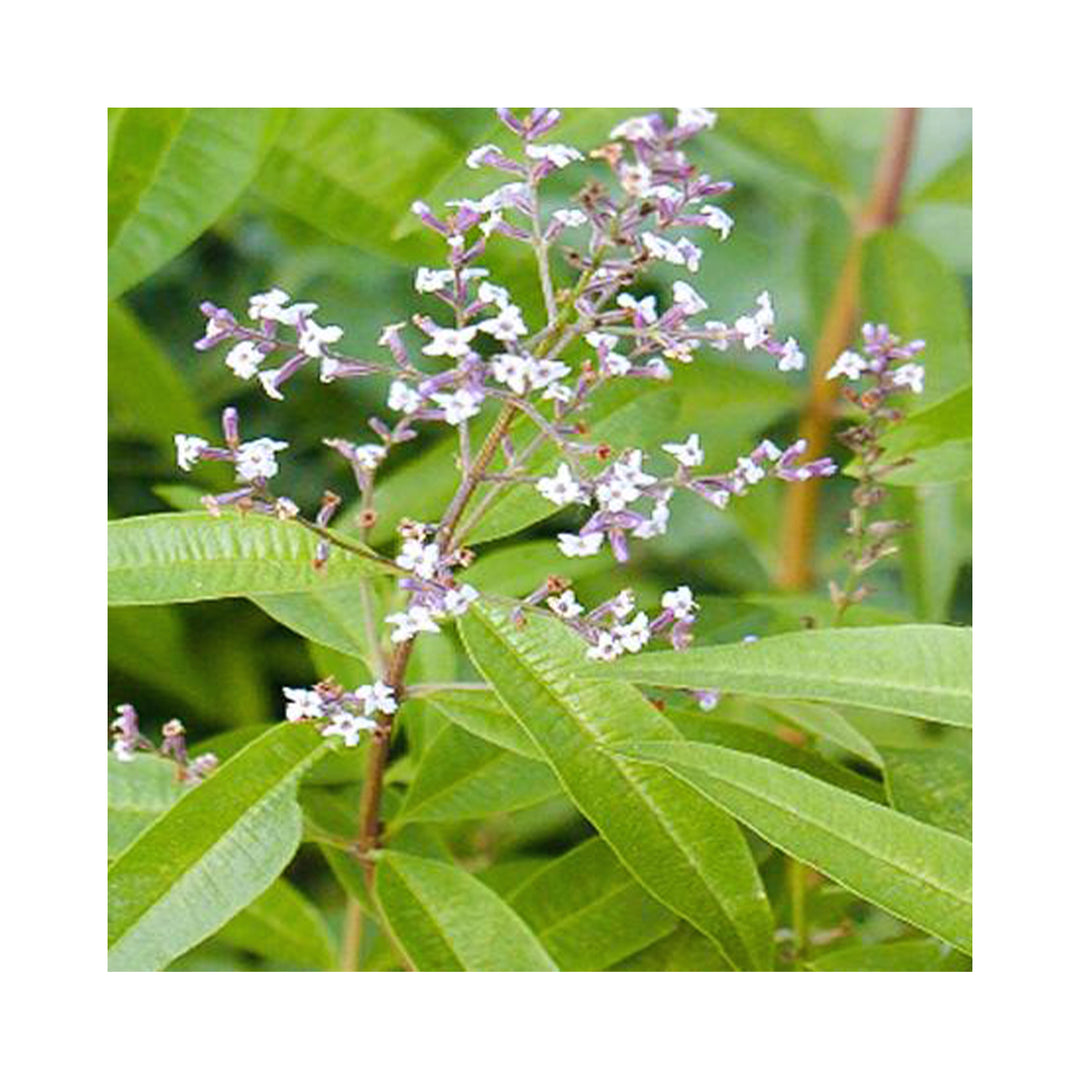 The Herbal Tea Collection of 6  Plants in 9cm pots