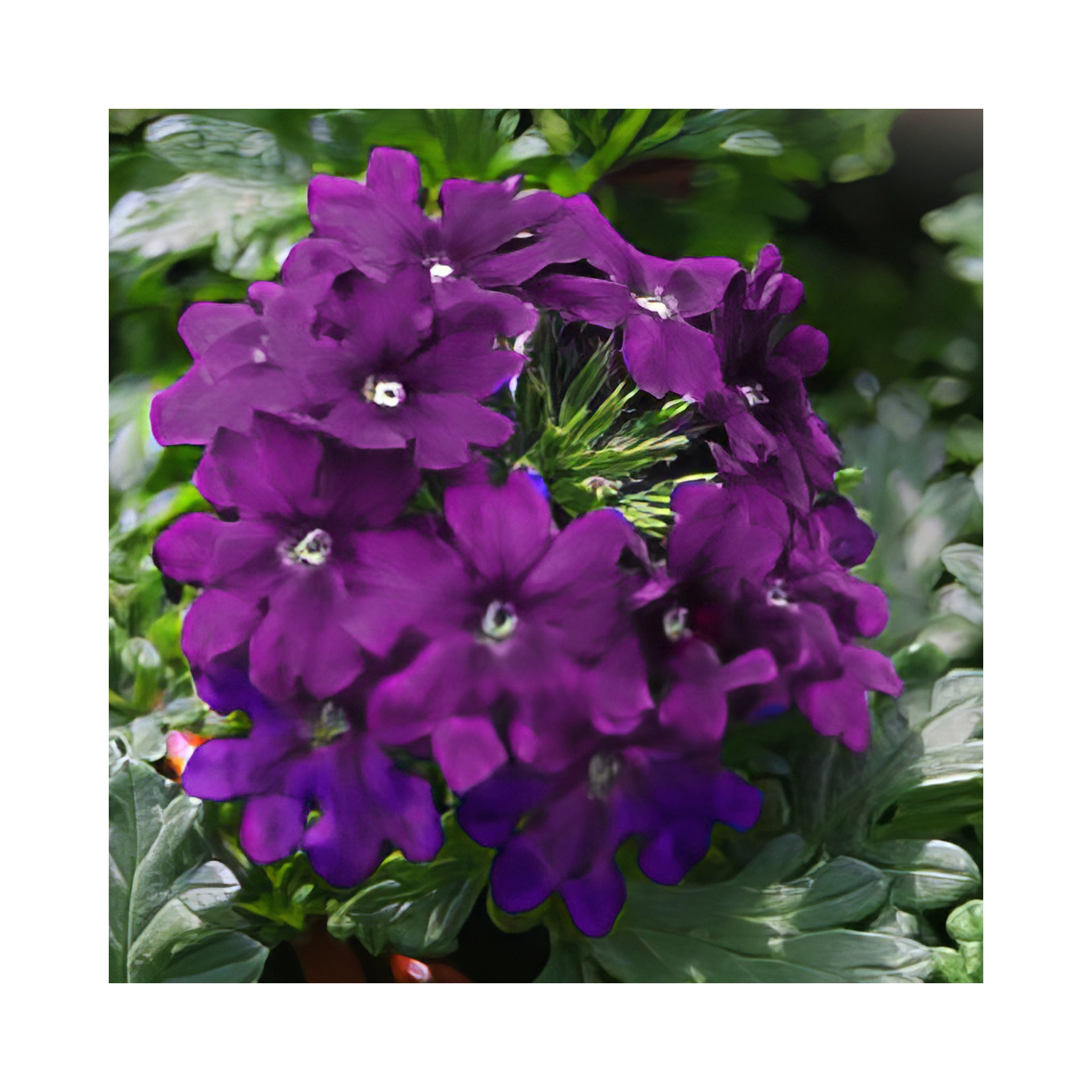 Verbena Estrella Dark Purple