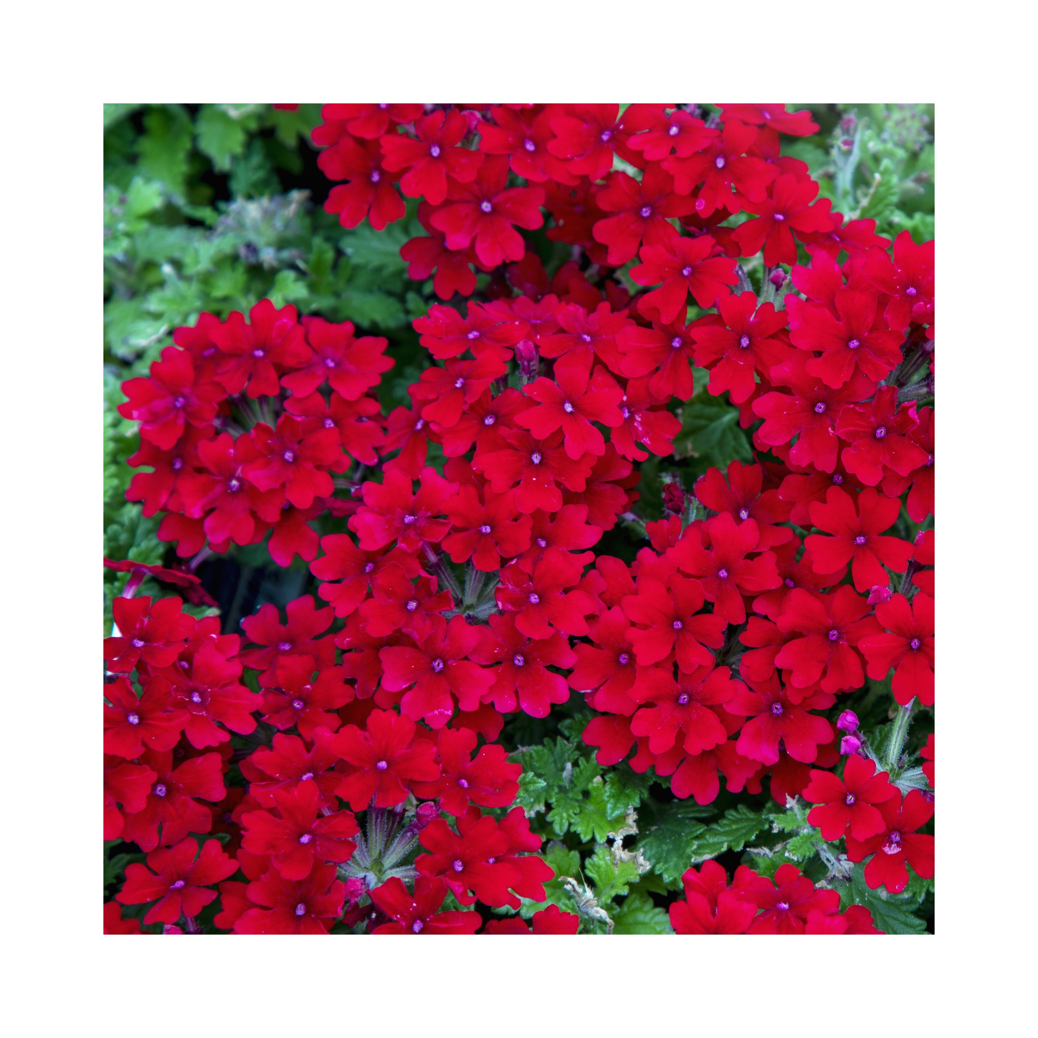 Red verbena shop