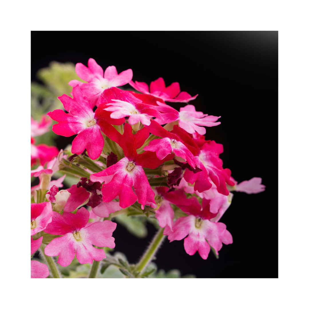 Verbena  Vera Red Bicolor