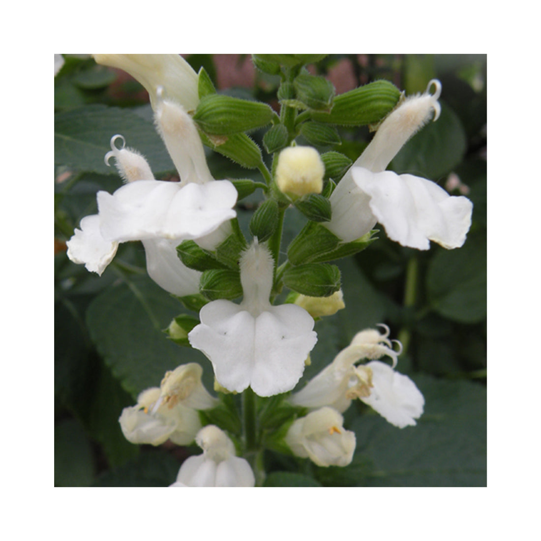 Salvia Walsinghan White