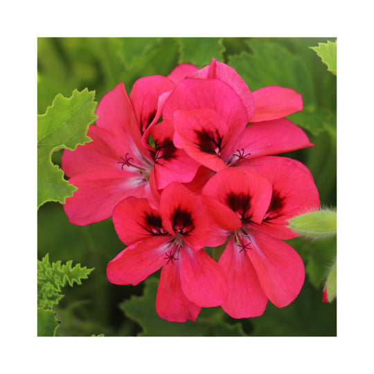 Scented Pelargonium (Geranium), 6 mixed starter plants - Stunning Flowers with Scented Foliage