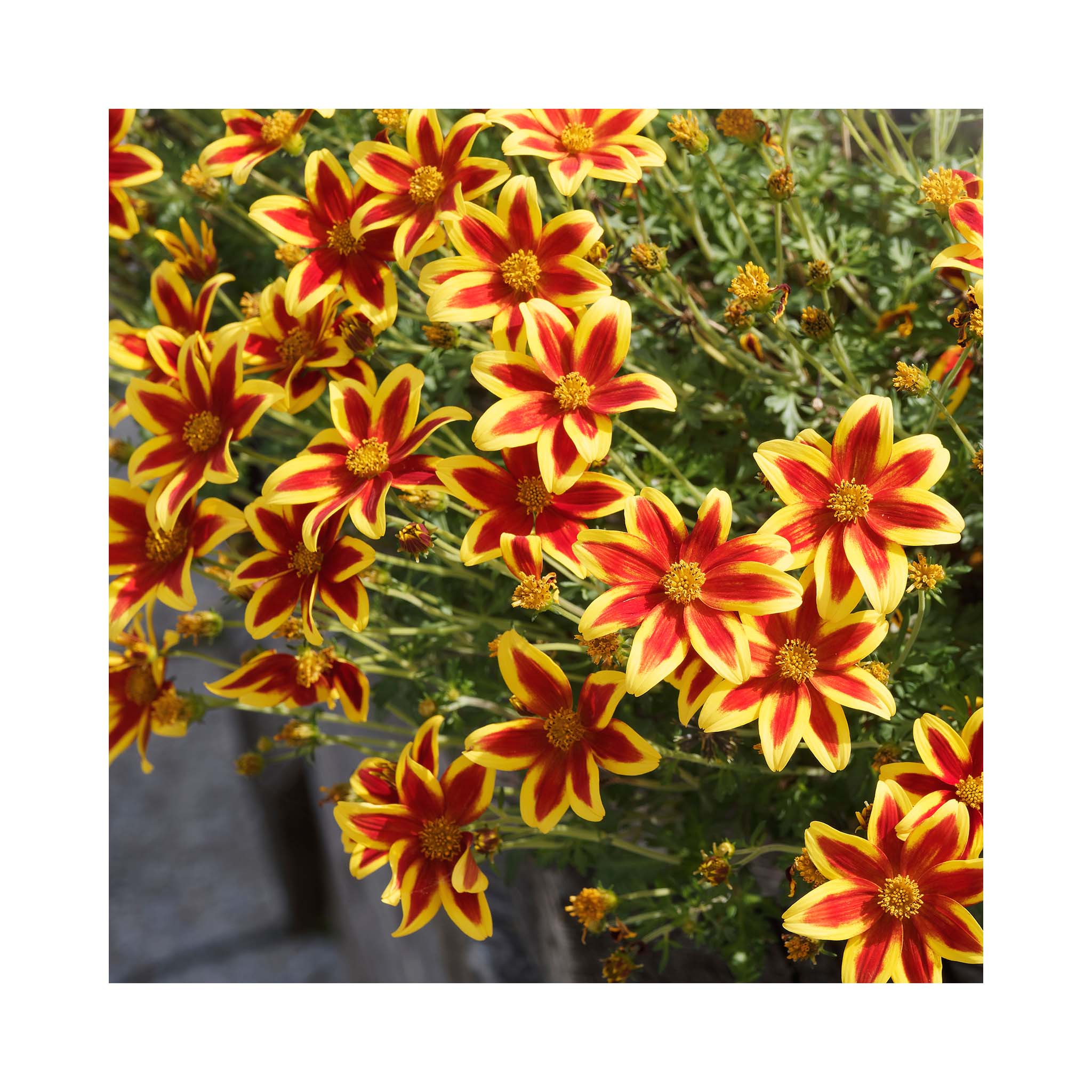 Striking bright star shaped flower with deep red centre and yellow outer.