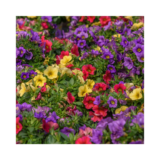 Calibrachoa Collection