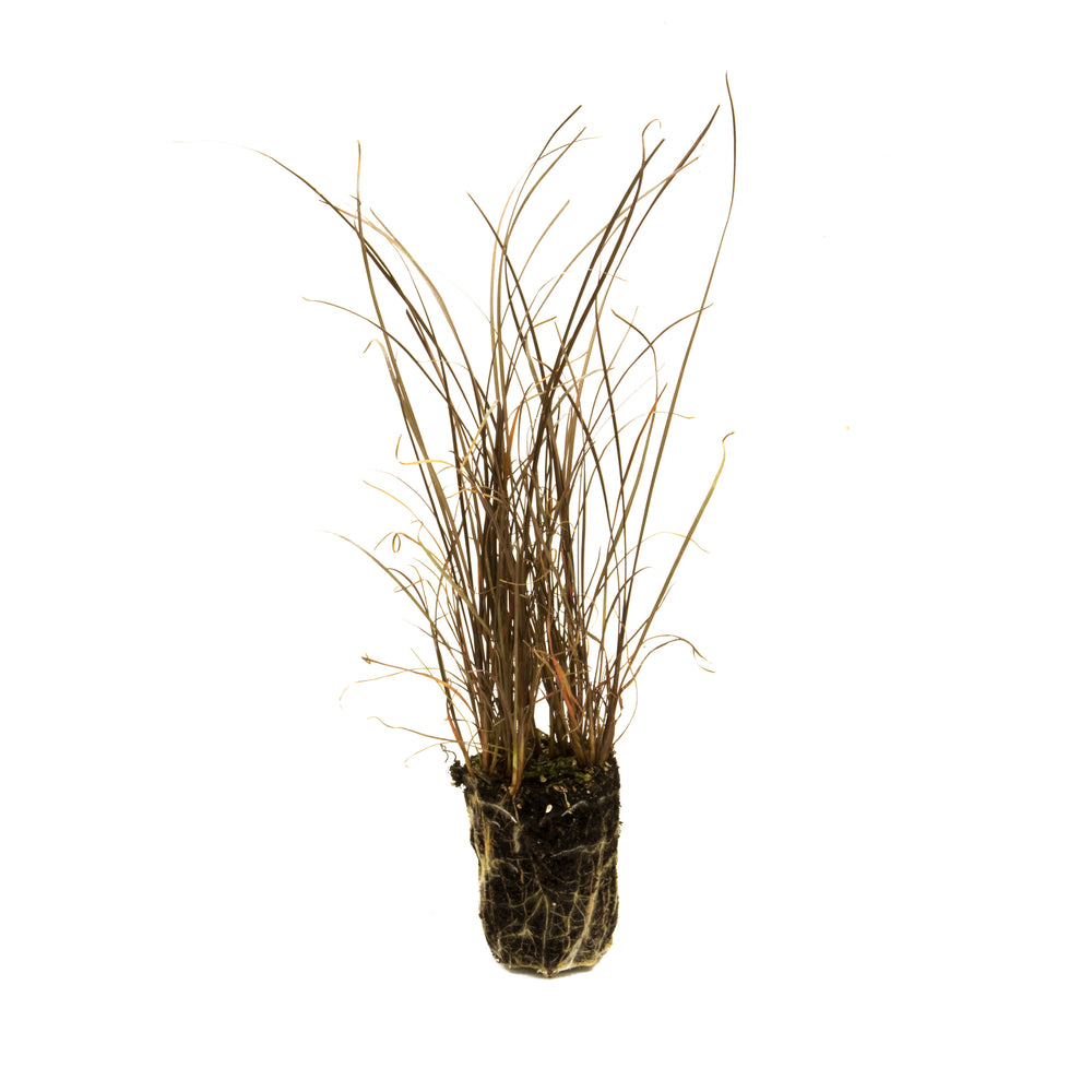 Carex buchananii starter plant