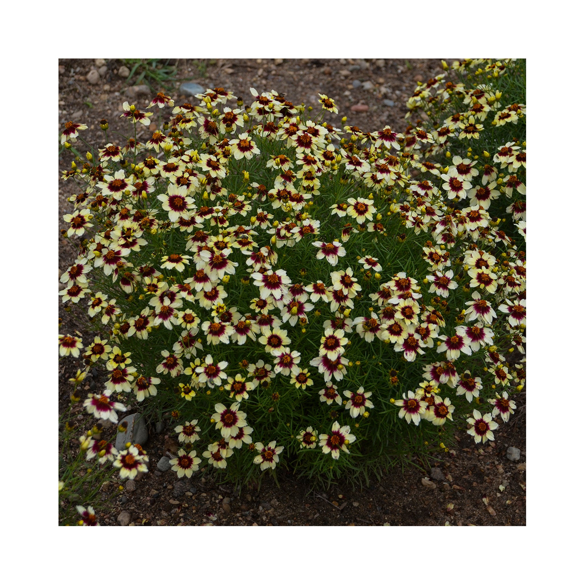 Coreopsis Red hot Vanilla perennial in 9cm pot