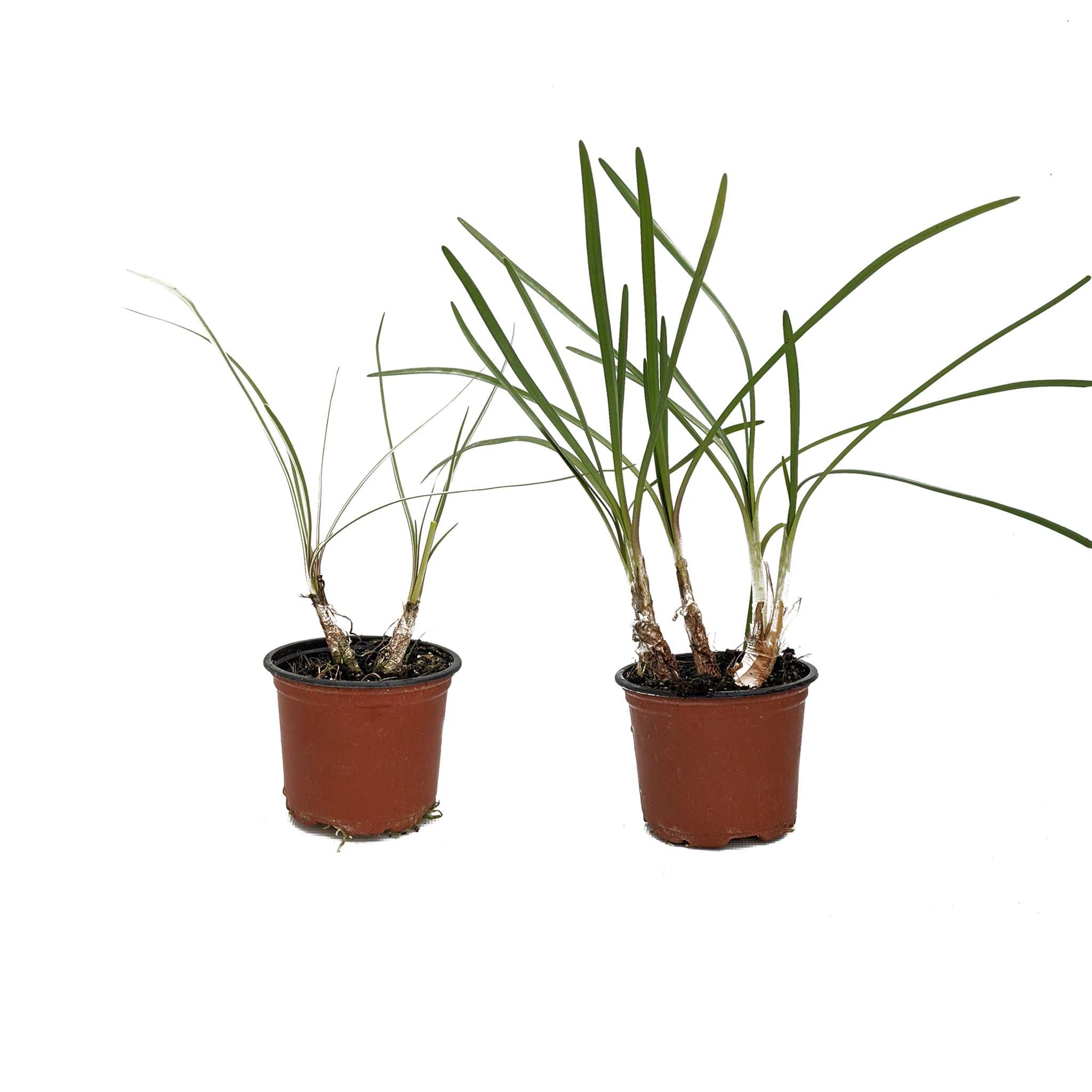 Double Pack Society Garlic &quot;Green&quot; and &quot;Silver Lace&quot; 2 x 9cm potted plants