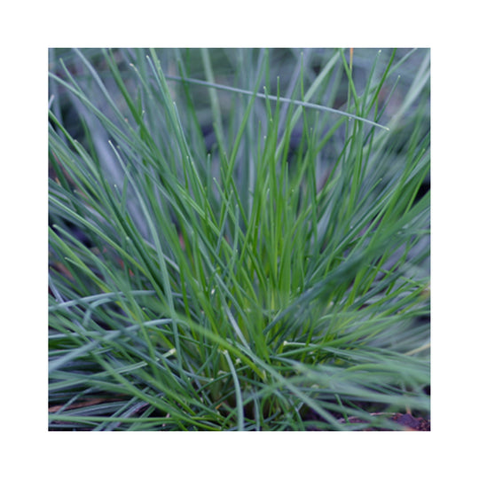Festuca glauca
