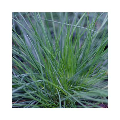 Mixed Evergreen Ornamental Grasses. 6 starter plants