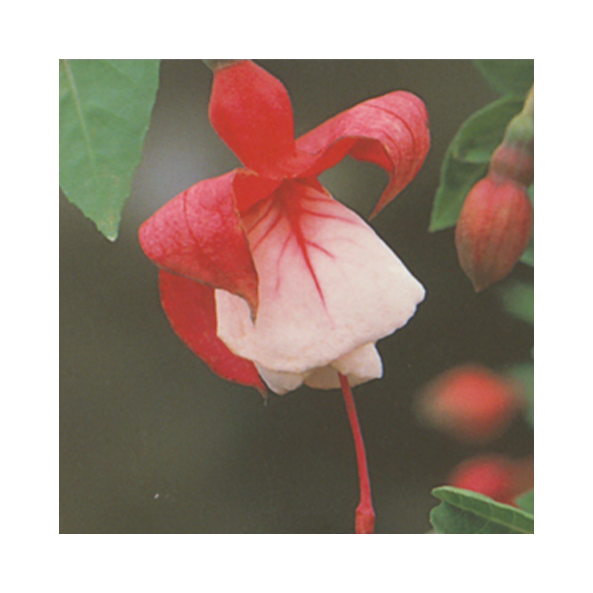 Hardy Fuchsia Alice Hoffman