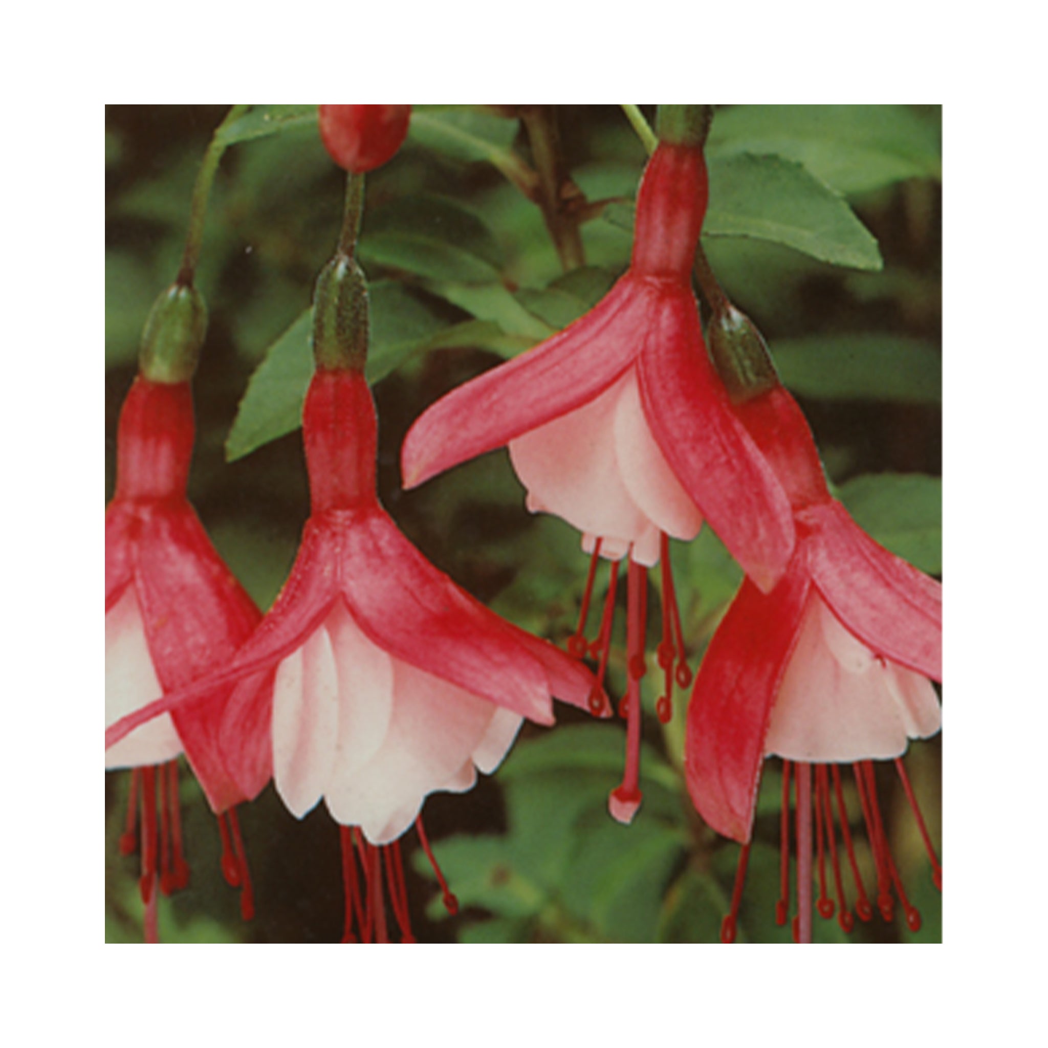 Hardy Fuchsia Lady Thumb