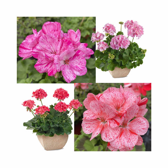 Pelargonium (Upright Geranium) Mosaic Collection