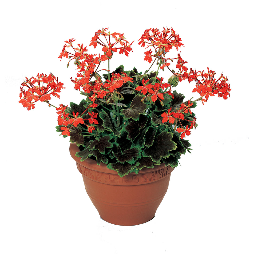 Variegated Collection Upright Geranium