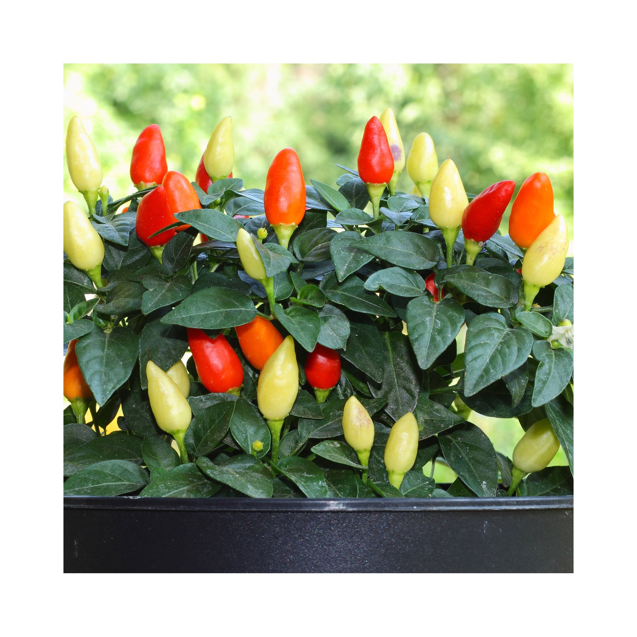 Chilli Praire Fire Plant