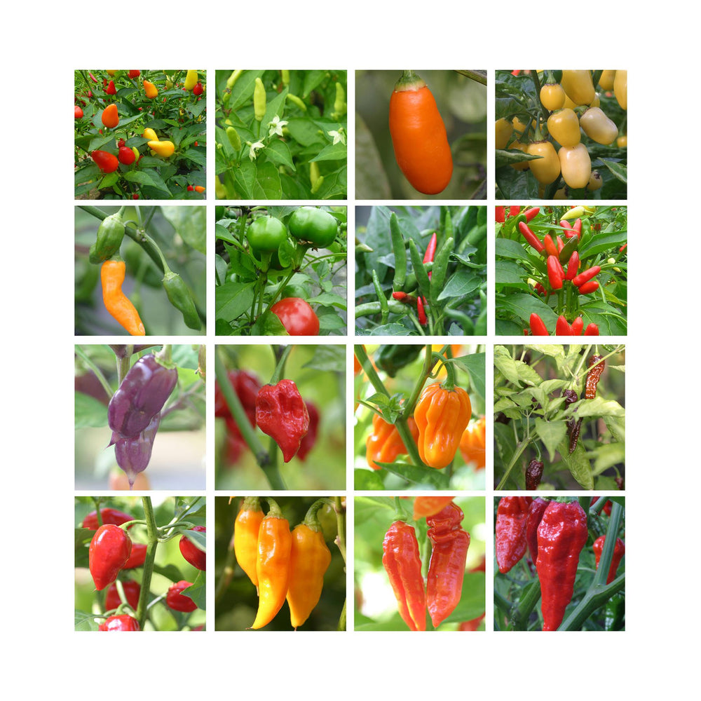 3 Lucky Dip Established Chilli Pepper Plants in 9cm pots.