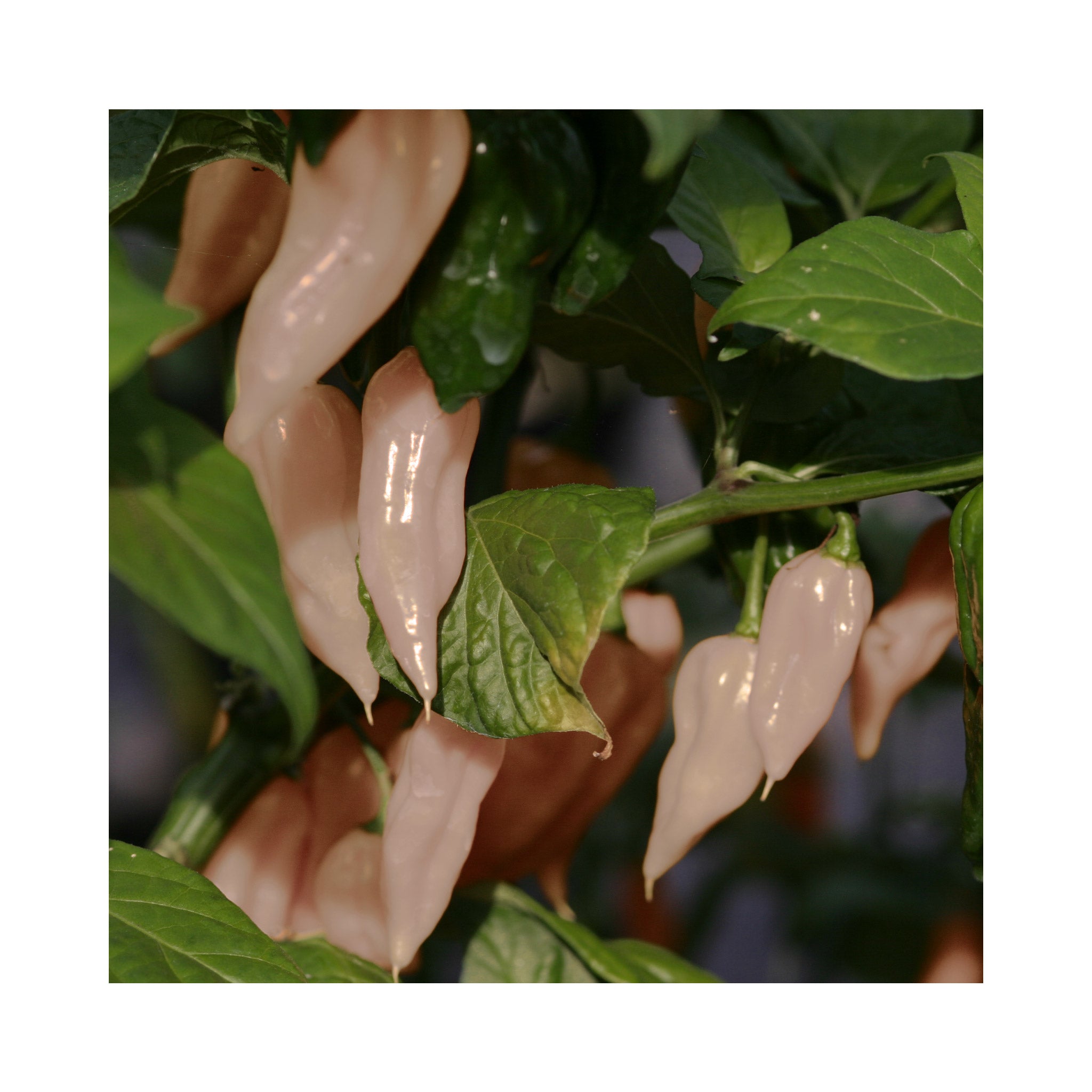 Chilli Blondie Plant