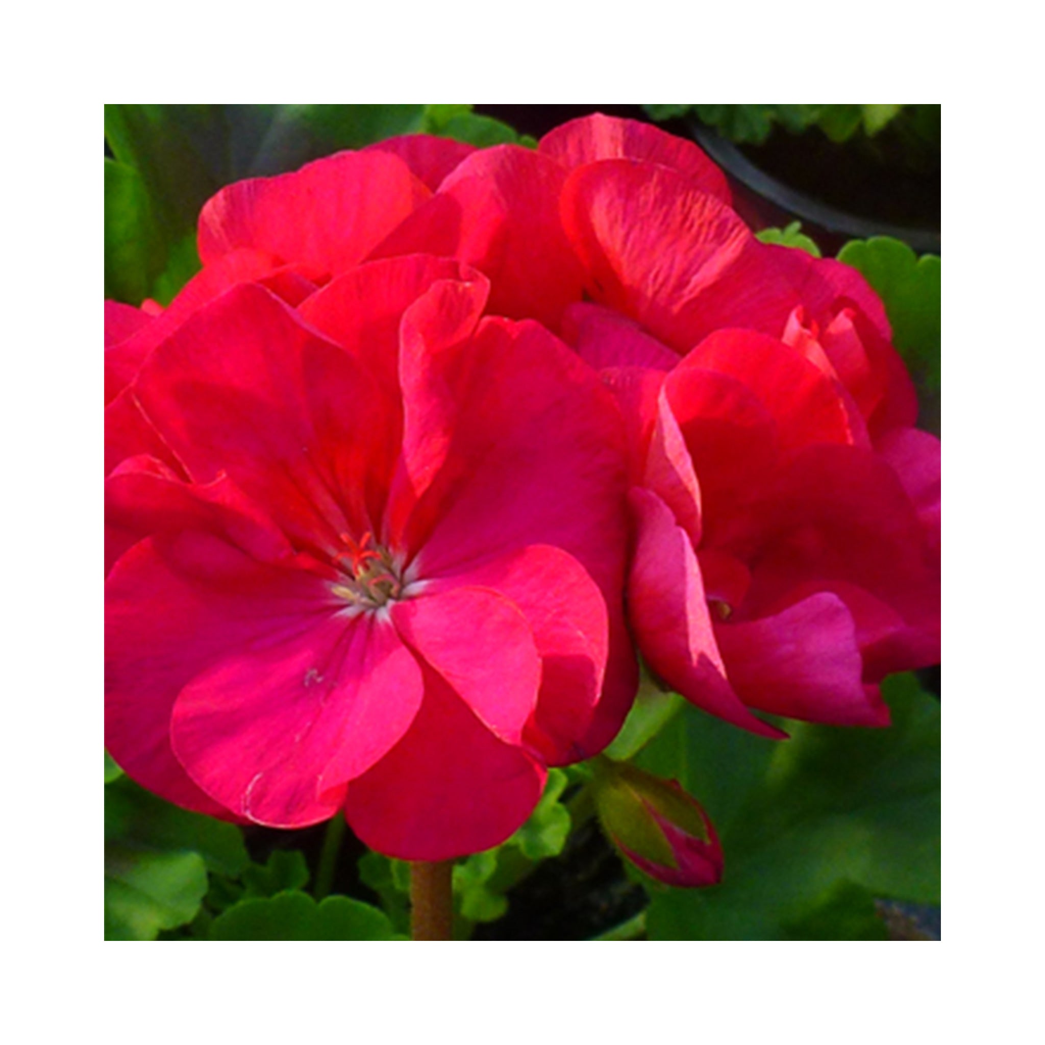 Foxy Upright Geranium
