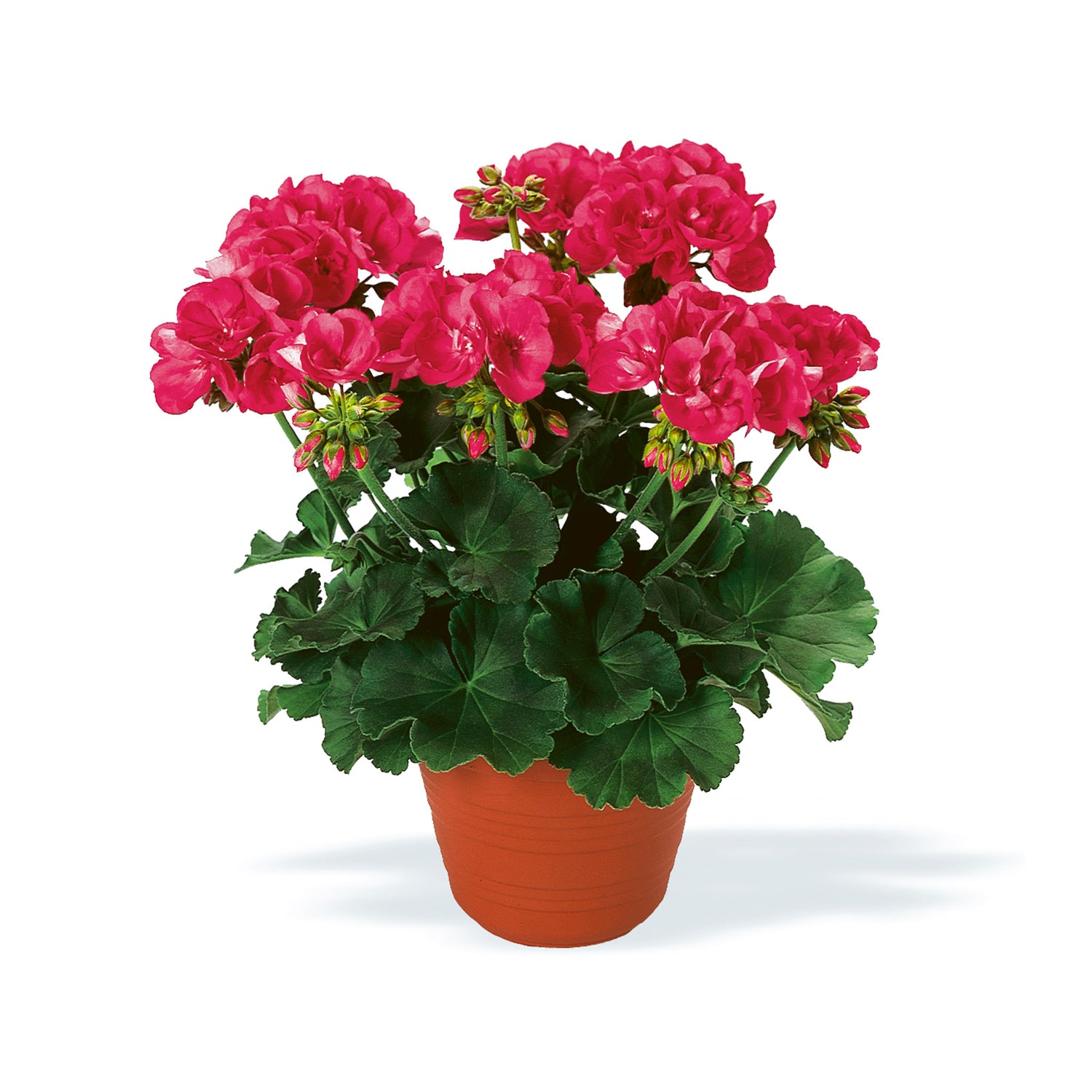 Upright Geranium Shocking Pink