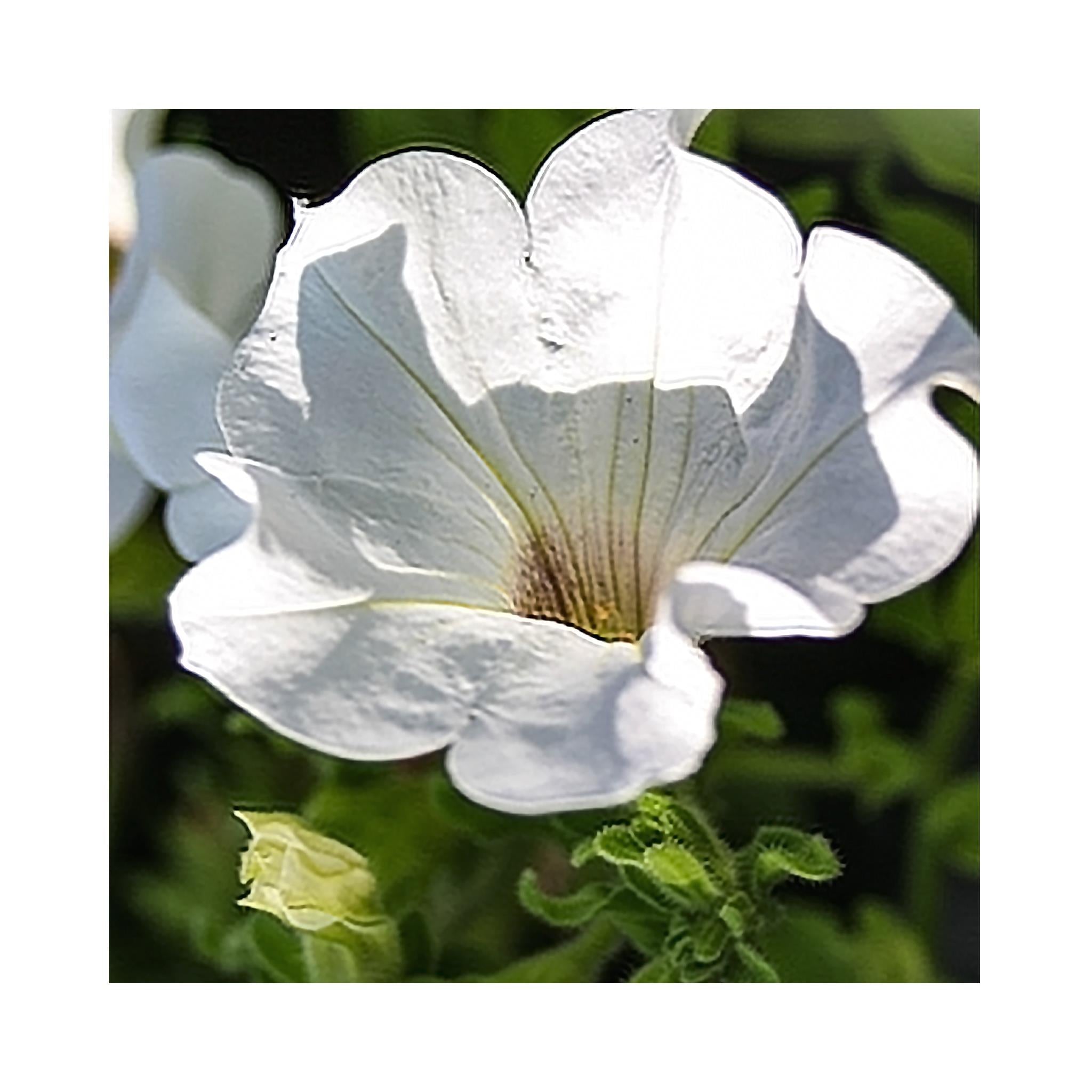 Petunia Surfinia White