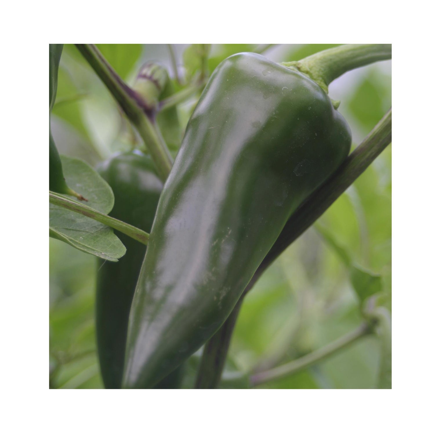 Chilli Jalapeno