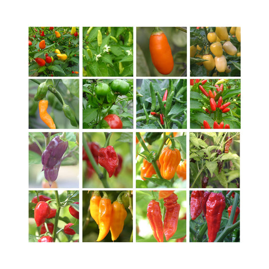 3 Lucky Dip Established Chilli Pepper Plants in 9cm pots.
