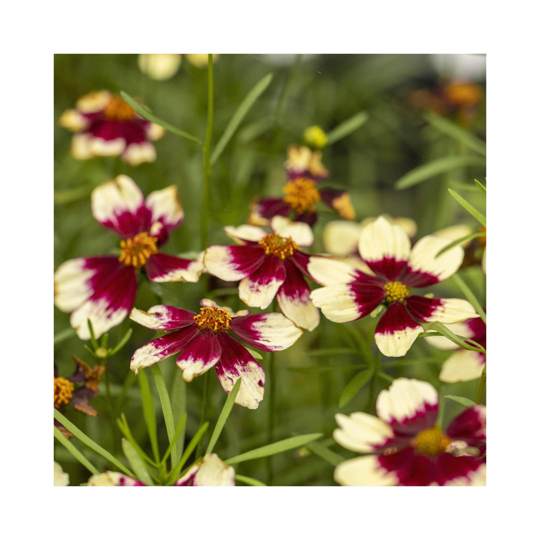 Coreopsis verticilla Sizzie &amp; Spice Red Hot Vanilla