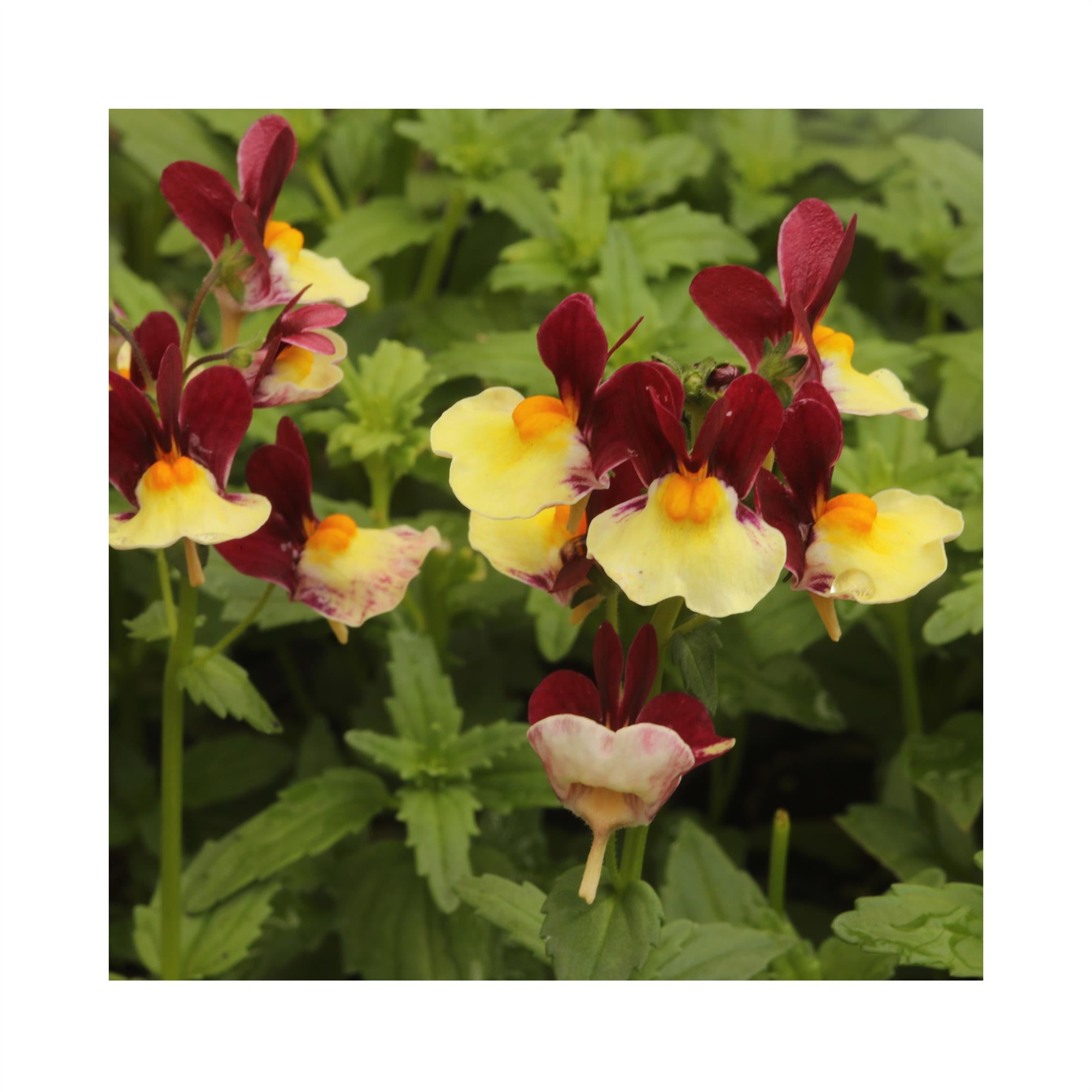 Nemesia Raspberry Lemonade