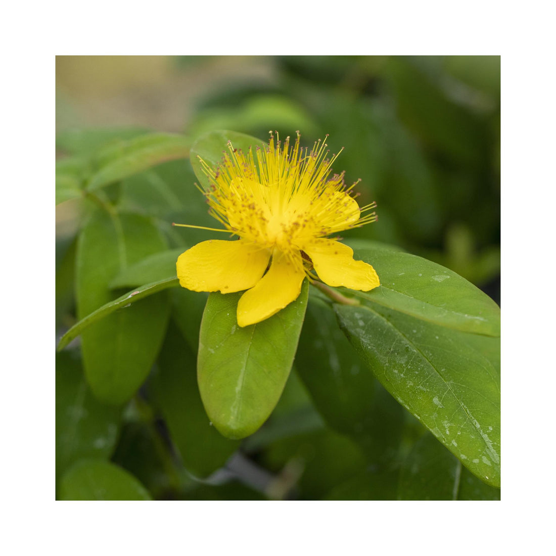 Hypericum calycinum