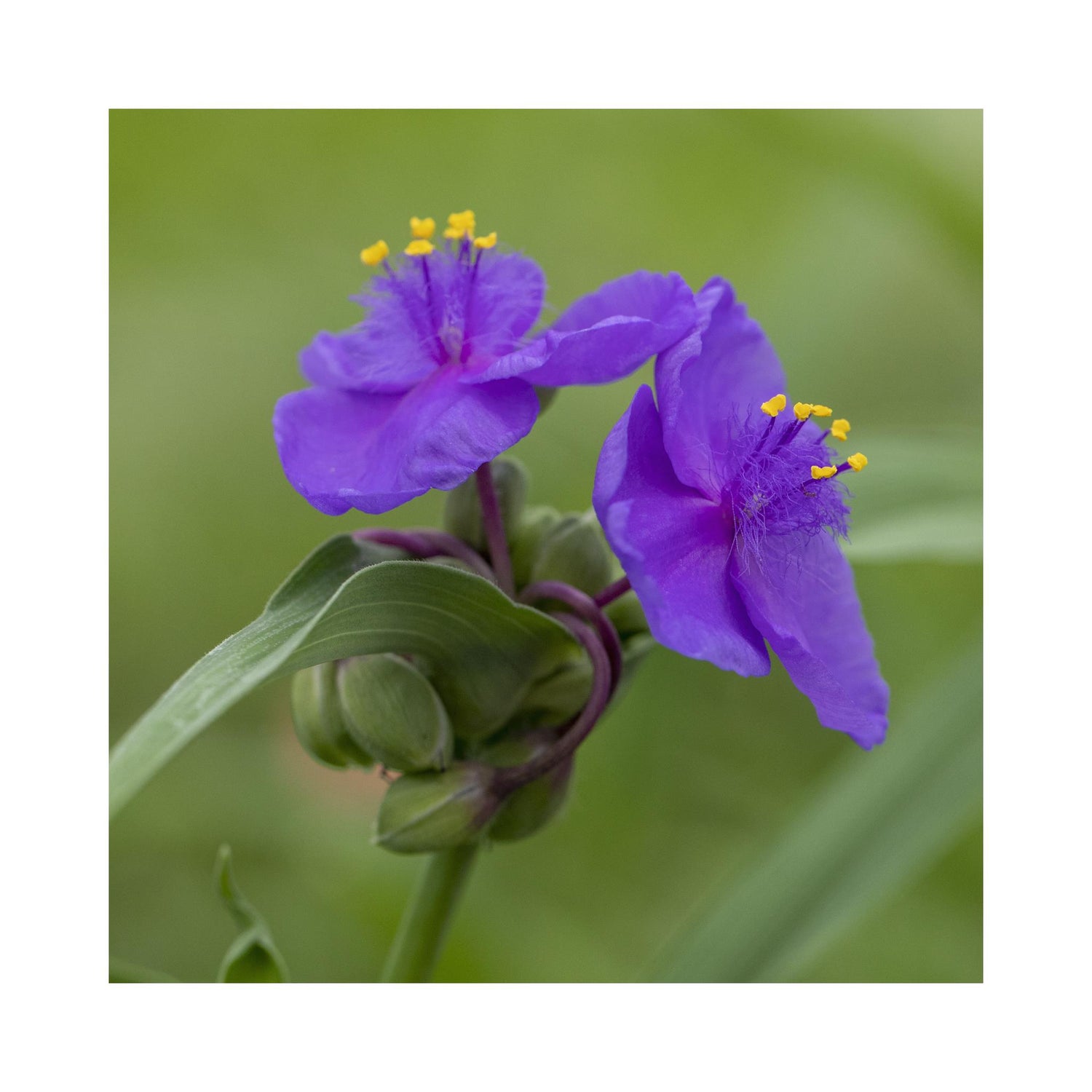 Tradescantia andersoniana Blue