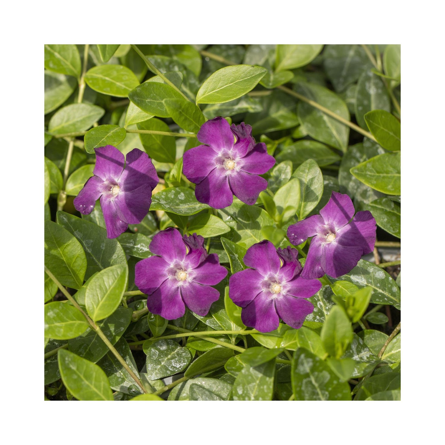 Vinca Atropurpurea