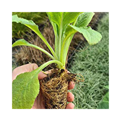 6 Pack of Hardy Outdoor Perennial Garden Plants. Jumbo Plug perennials Ready to Plant Each Variety of These Outdoor Plants are Labelled. from Newlands