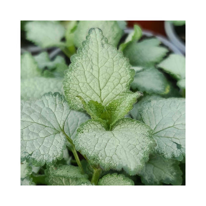 Lamium White Nancy