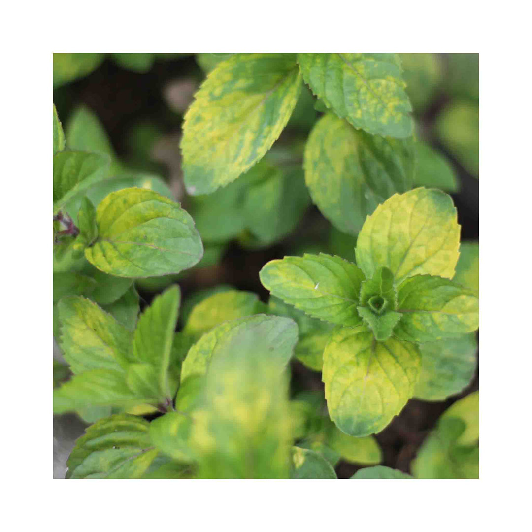 Ginger Mint