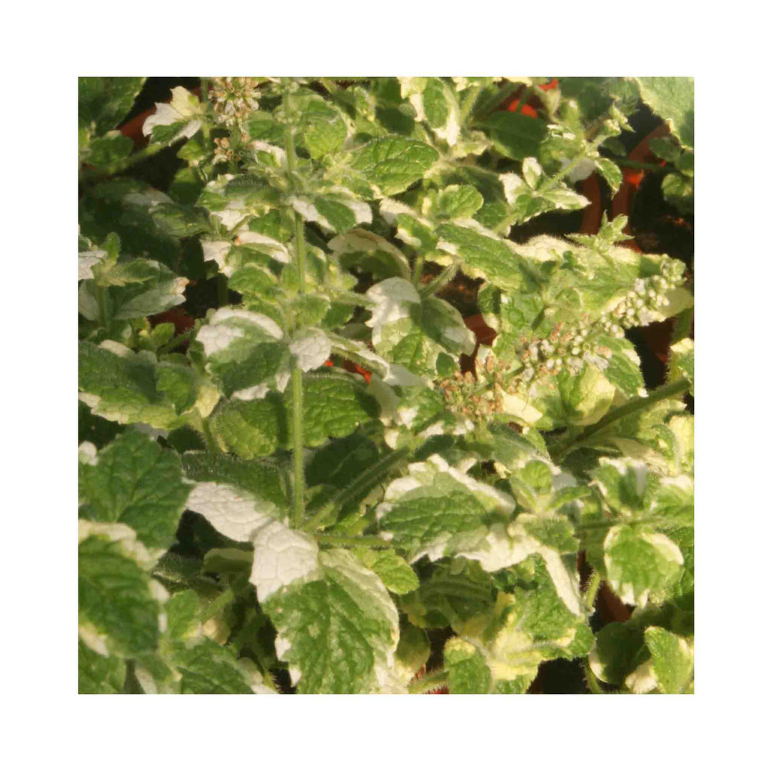 Pineapple Mint