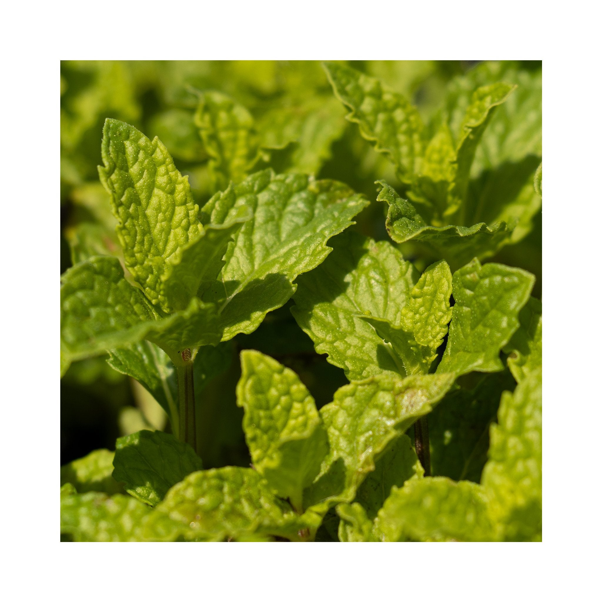 Kentucky Colonel Mint Herb Plant