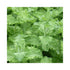 Mojito Mint Herb Plant