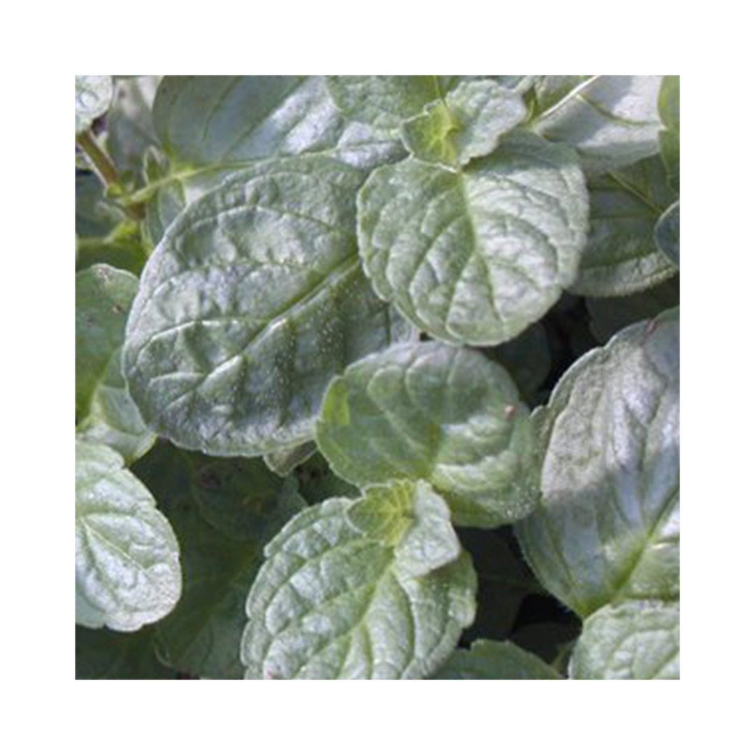 Grapefruit Mint
