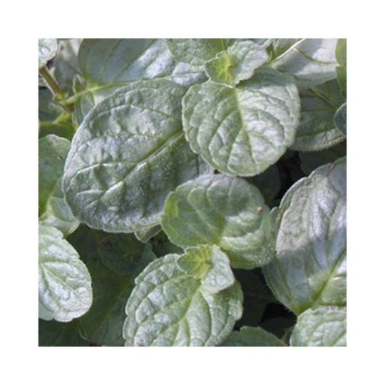 Grapefruit Mint