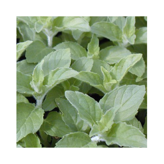 Hilarys Sweet Lemon Mint