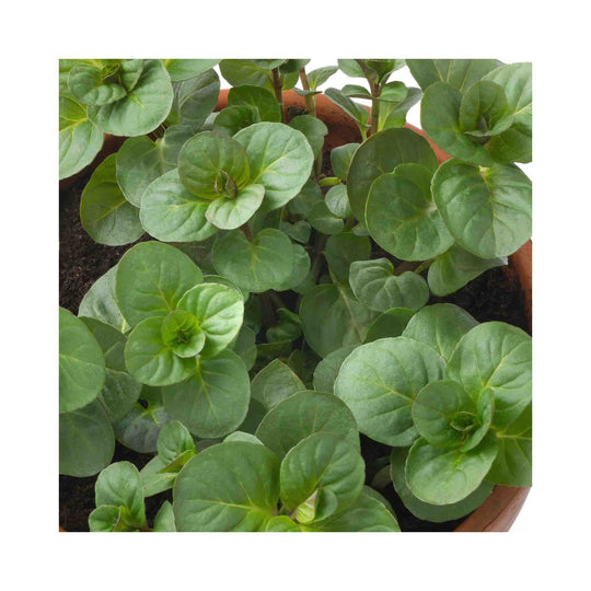 Orange Mint
