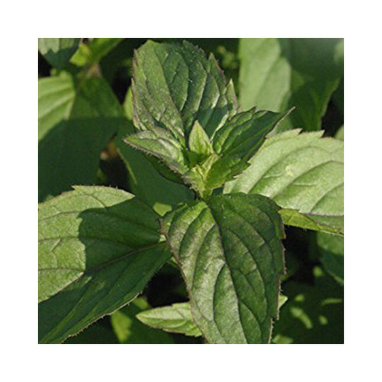 Thai Mint