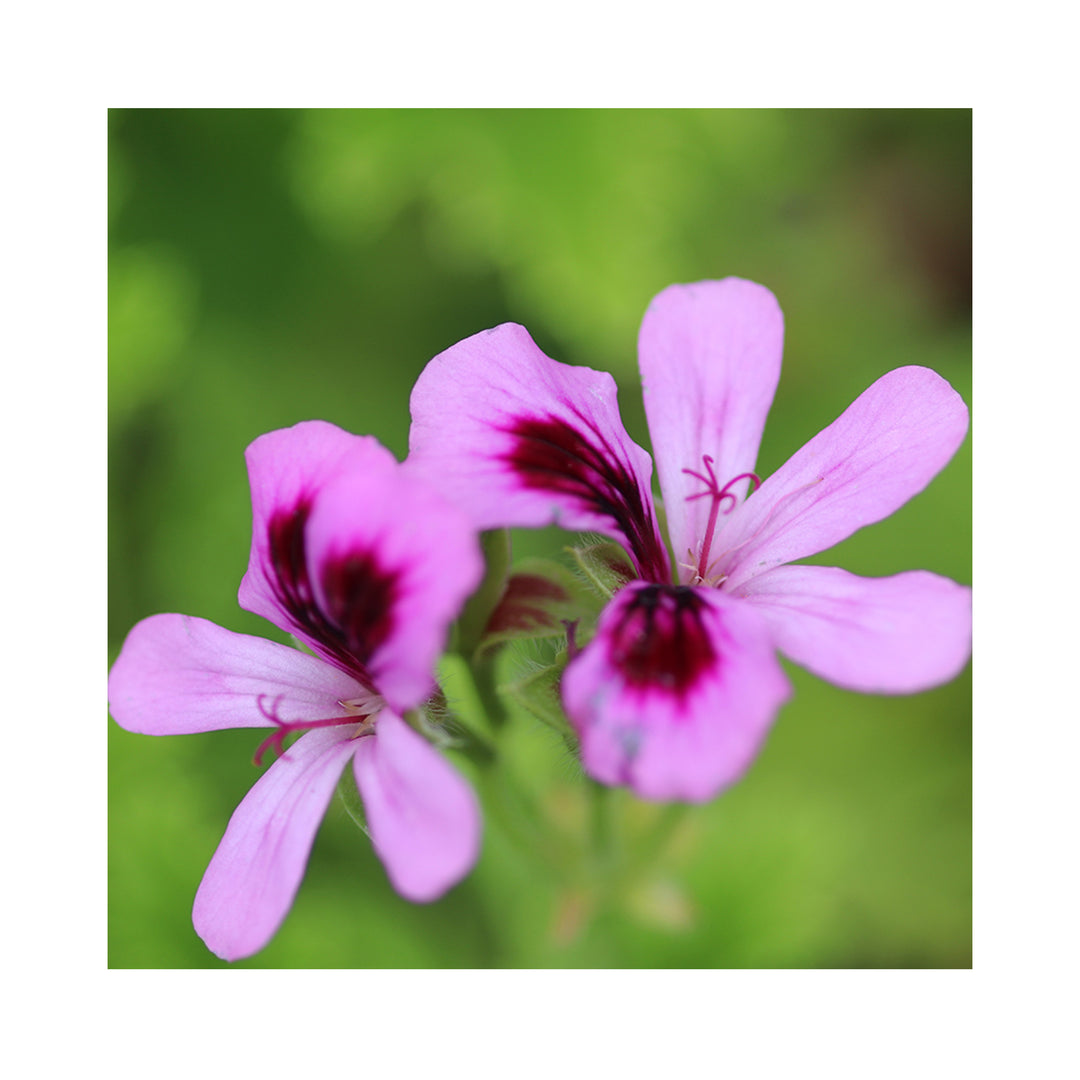 Scented Pelargonium (Geranium), 6 mixed starter plants - Stunning Flowers with Scented Foliage