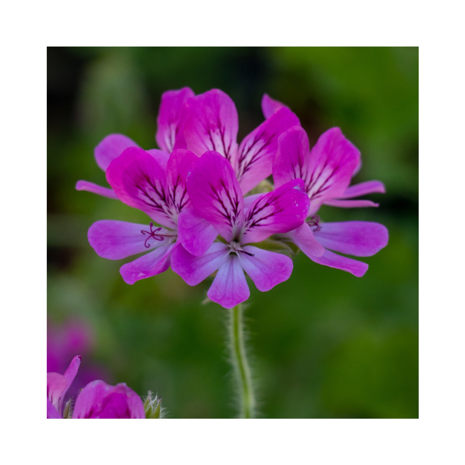Scented Geranium, 6 mixed starter plants - Stunning Flowers with Scented Foliage