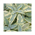 Gold Sage Herb Plant