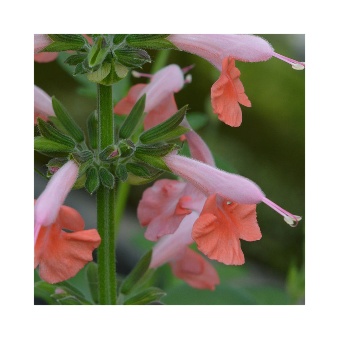 Salvia Coccinea Brenthurst