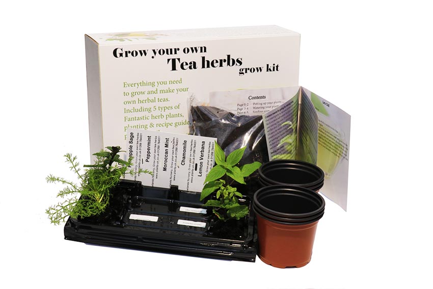 Herbal Tea Grow Your Own kit. *Includes Established Starter Plants*