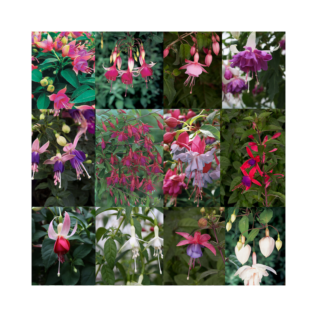 10 Mixed Bush/Upright Fuchsia Plug Plants - Stunning Fuchsia Collection
