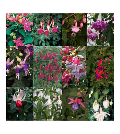 10 Mixed Bush/Upright Fuchsia Plug Plants - Stunning Fuchsia Collection