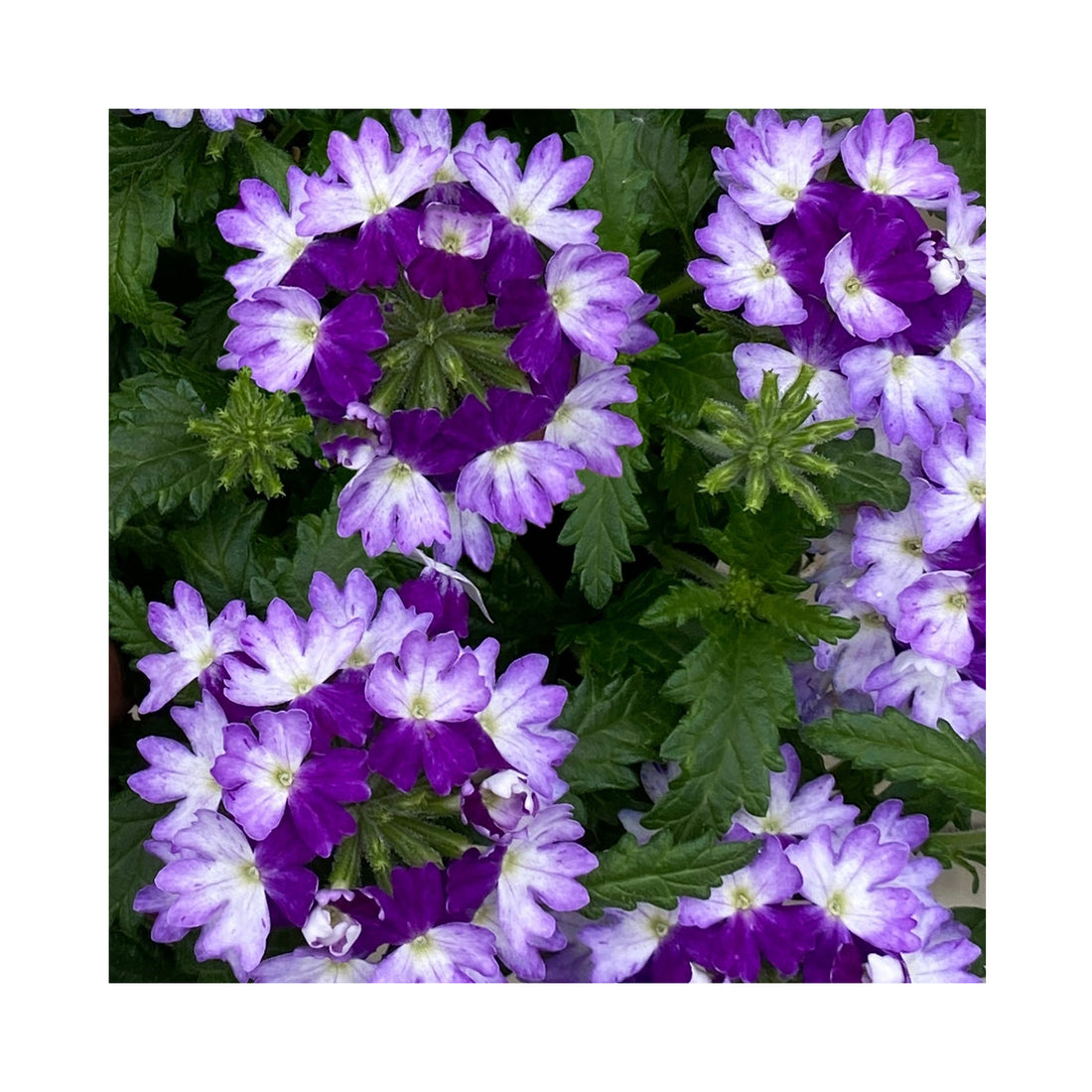 Verbena Vera Blue Bicolor